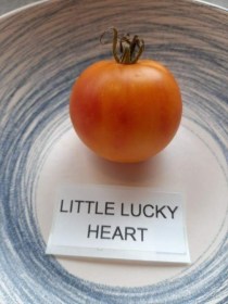 Little Lucky Heart paradicsom - Paradicsom különlegességek az Egzotikus Növények Stúdiója kínálatából